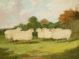 Étude de moutons dans un paysage
